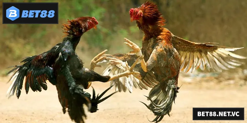 Đá Gà BET88 mang đến trải nghiệm cá cược kịch tính với tỷ lệ thưởng cực hấp dẫn