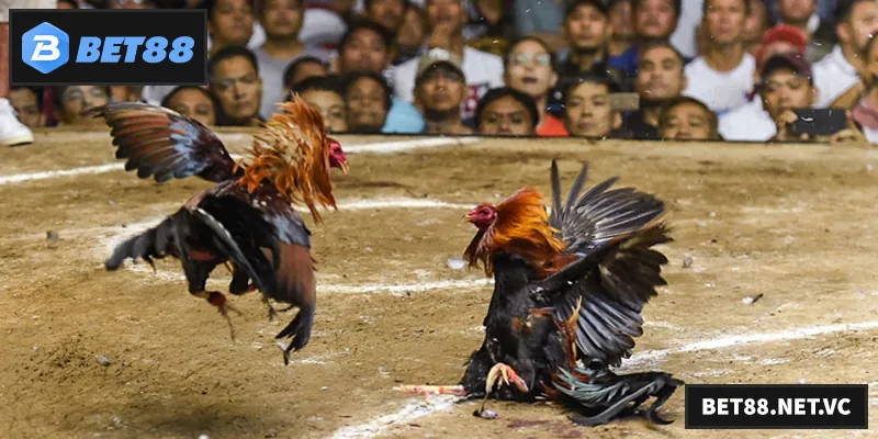 Khám phá Đá Gà BET88 – sân chơi cá cược trực tuyến hấp dẫn, an toàn và kịch tính