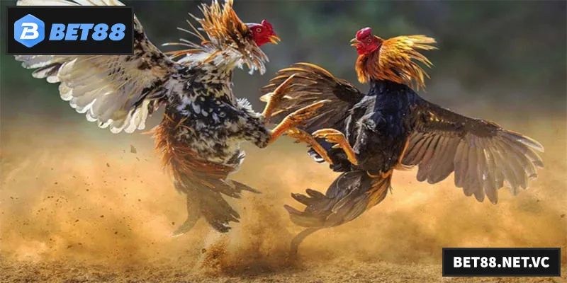 Đá Gà Tre – Trường Gà Truyền Thống Và Sức Hút Kịch Tính
